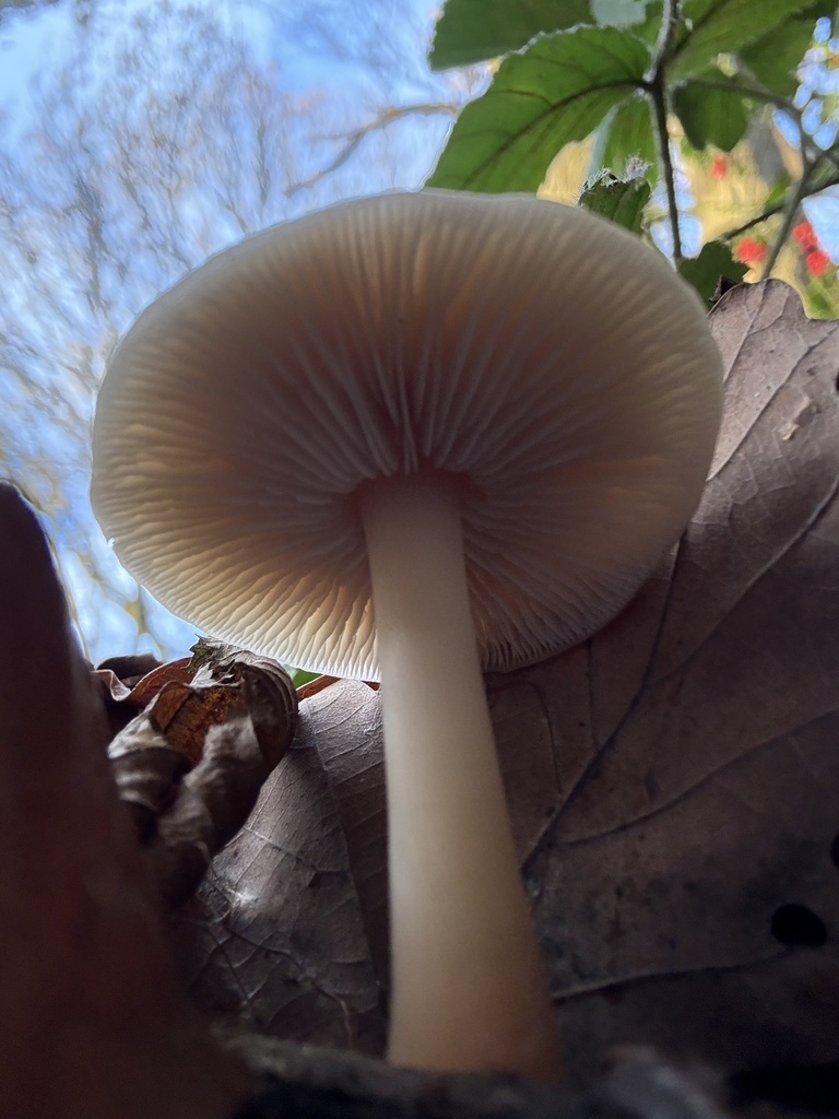 Rhodocollybia asema · November 2025 · photo: © cjoynson (iNaturalist, cc0)