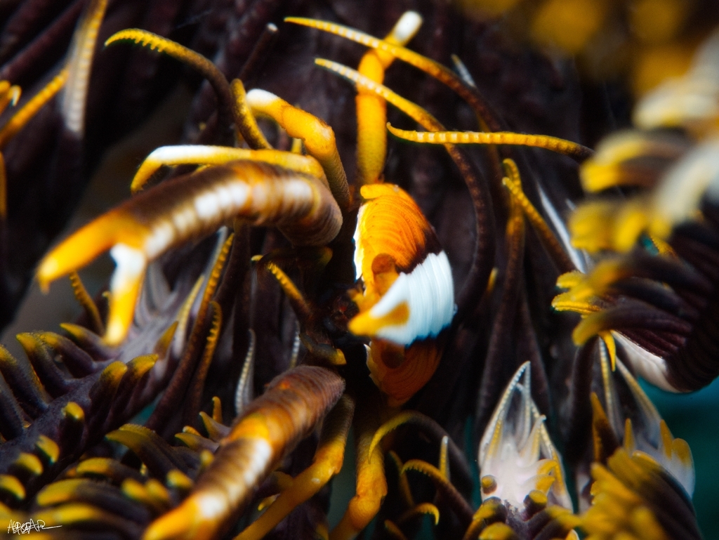Baba's crinoid squat lobster