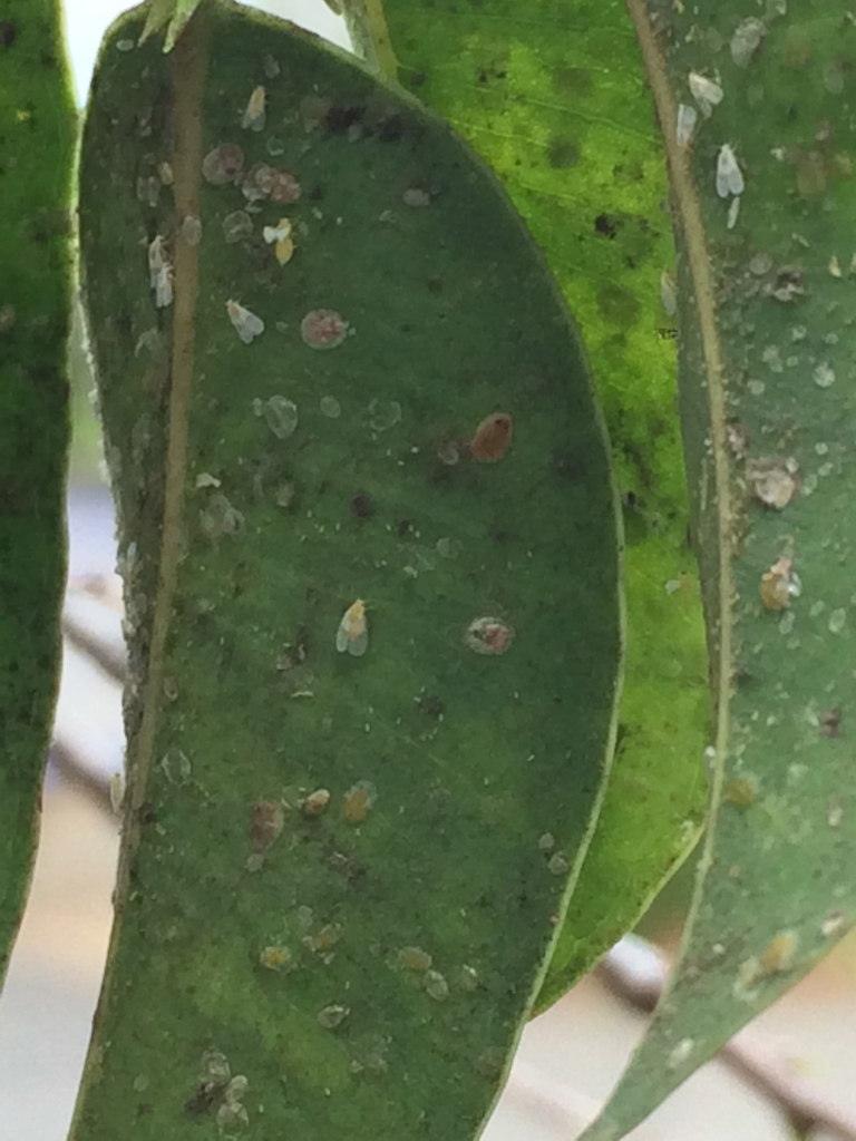 Fig whitefly