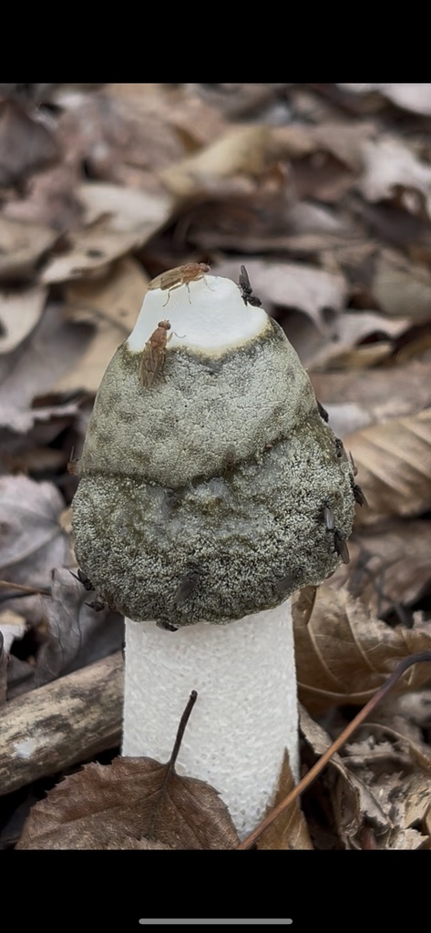Phallus ravenelii · November 2025 · photo: © andreakautz (iNaturalist, cc0)