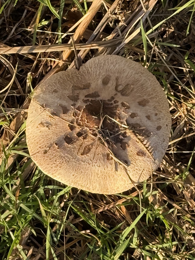 Macrolepiota procera · November 2025 · photo: © cjoynson (iNaturalist, cc0)