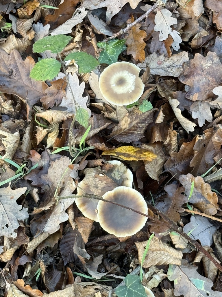 Rhodocollybia asema · November 2025 · photo: © cjoynson (iNaturalist, cc0)