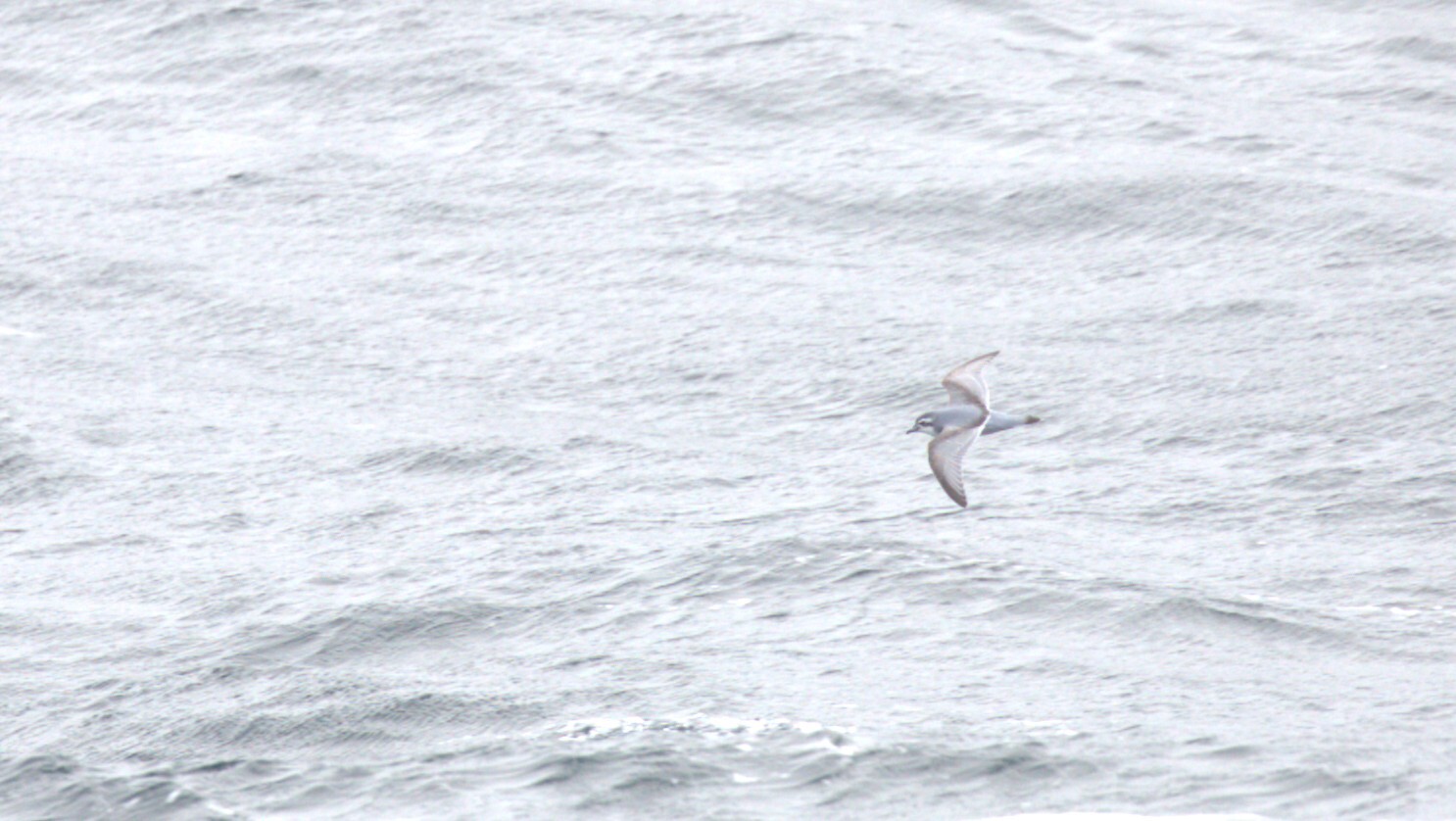 Slender-billed Prion (Pachyptila belcheri)