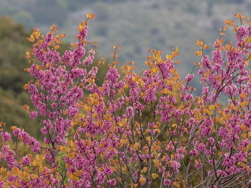 Judas-tree