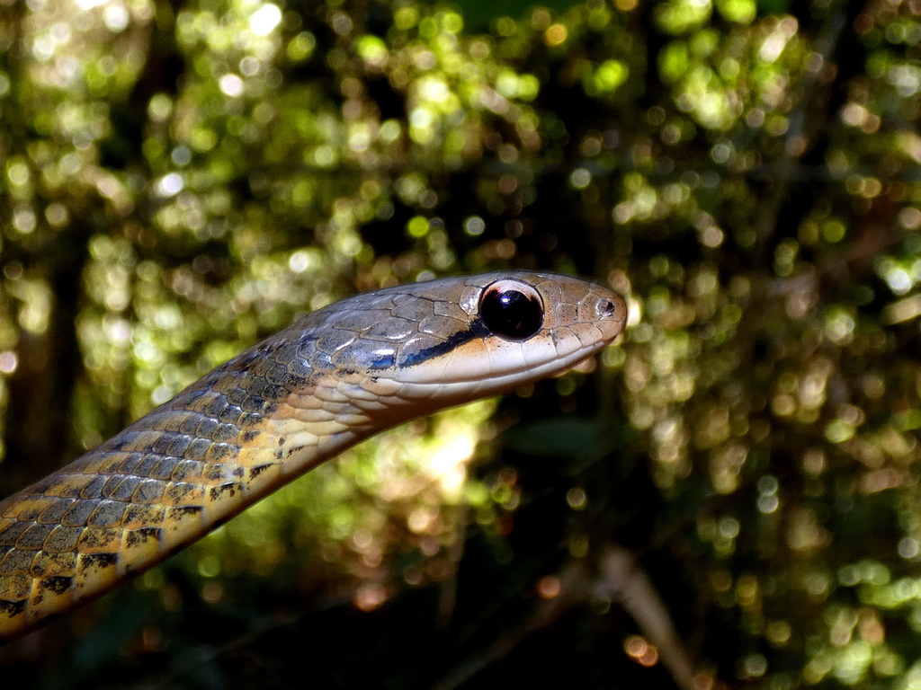 Forest Water Snake