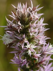 Liatris hesperelegans