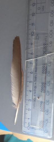 Plume de Merle noir