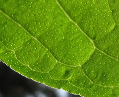 Dictamnus dasycarpus