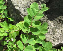Indigofera kirilowii