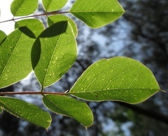Indigofera kirilowii