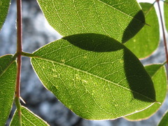 Indigofera kirilowii