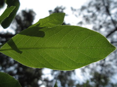 Indigofera kirilowii