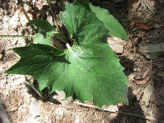 Saussurea gracilis