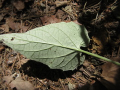 Saussurea gracilis