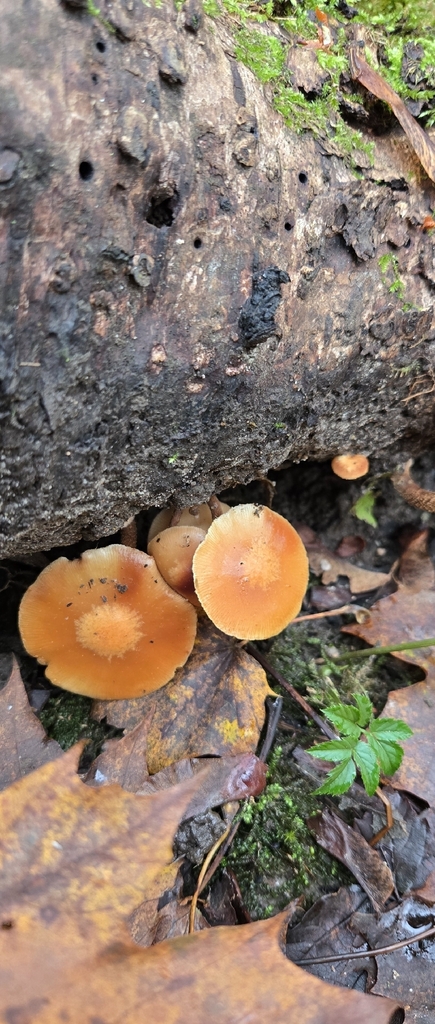 Kuehneromyces mutabilis · November 2025 · photo: © raw_no (iNaturalist, cc0)