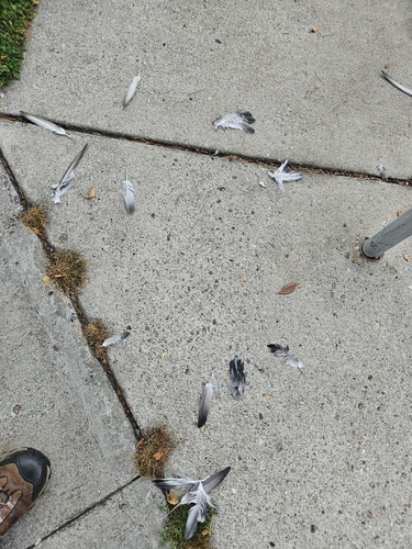 Feral Pigeon photographed in Montana
