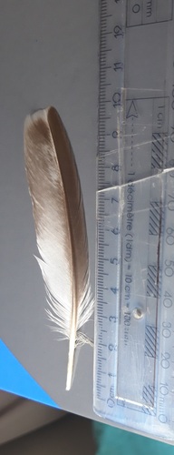 Plume de Grèbe huppé