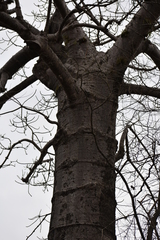 Cavanillesia platanifolia