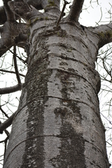 Cavanillesia platanifolia