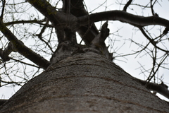 Cavanillesia platanifolia