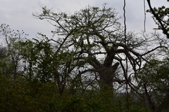 Cavanillesia platanifolia