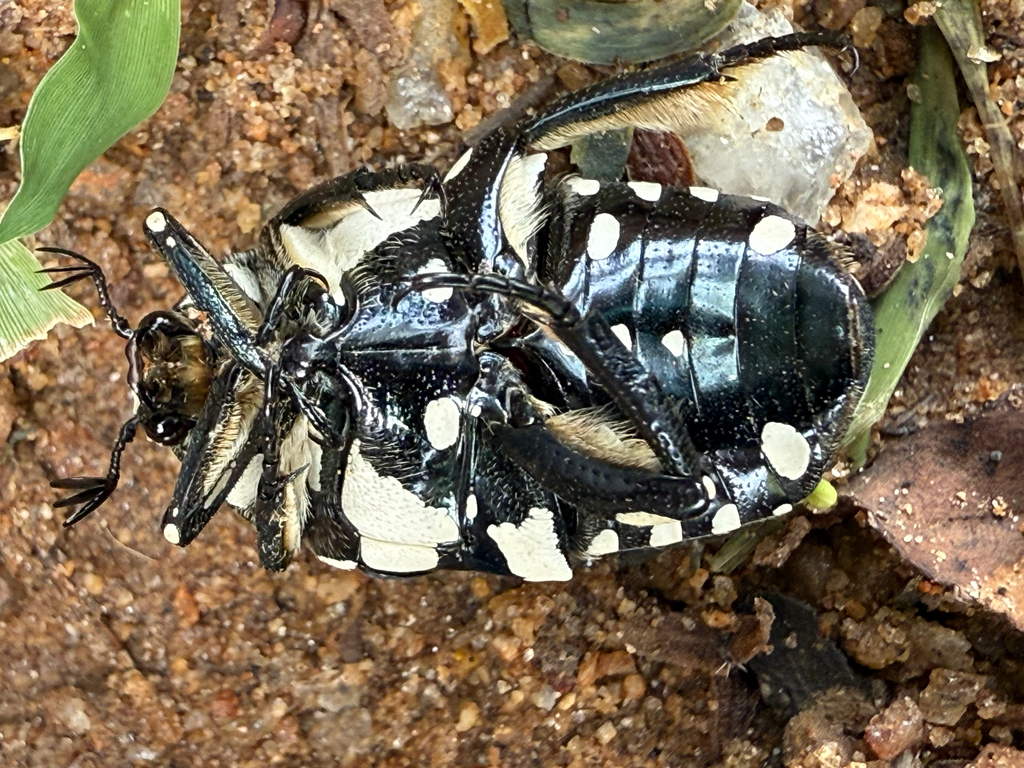 Protaetia wiebesi