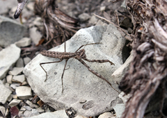 Bolivaria brachyptera