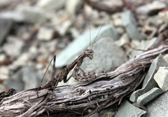 Bolivaria brachyptera