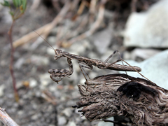 Bolivaria brachyptera