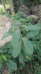 Tetracera