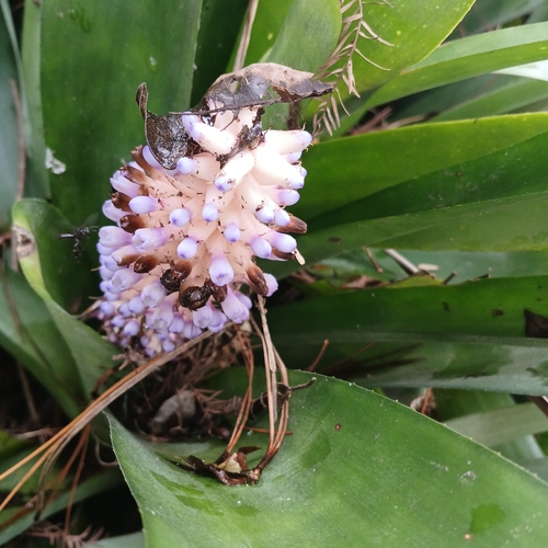 matchstick airplant (Aechmea cylindrata)