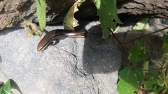 Marisora brachypoda