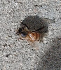 Apis mellifera