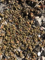 Blutaparon vermiculare