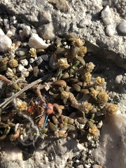 Blutaparon vermiculare