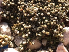 Blutaparon vermiculare