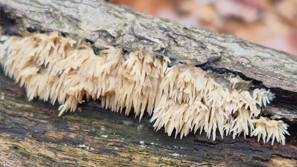 Radulomyces copelandii · November 2025 · photo: © adam1420 (iNaturalist, cc-by)