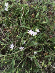 Convolvulus simulans