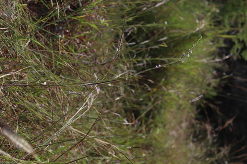 Hairy Buchnera (Buchnera hispida)