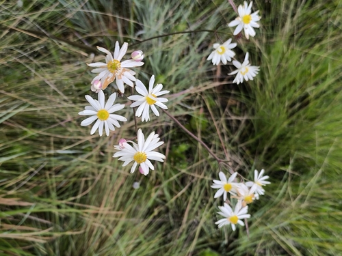 Highveld Burnleaf (Knowltonia transvaalensis)