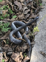 Masticophis flagellum