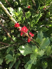 Stachytarpheta mutabilis