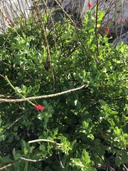 Stachytarpheta mutabilis