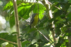 Setophaga adelaidae