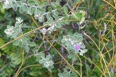 Lepidaploa arbuscula