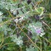 Lepidaploa arbuscula - Photo (c) radinis, algunos derechos reservados (CC BY-NC), subido por radinis