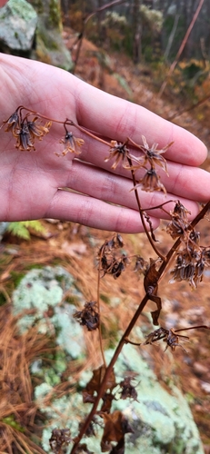 white rattlesnake root (Nabalus albus)