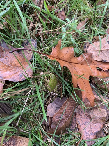 Pacific Tree Frog