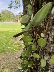 Pyrrosia eleagnifolia