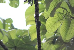 Melanerpes rubricapillus